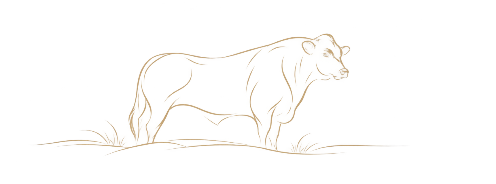 Cattle line drawing – Ojo de Agua